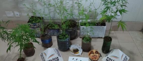 plantação maconha ipatinga.jpeg